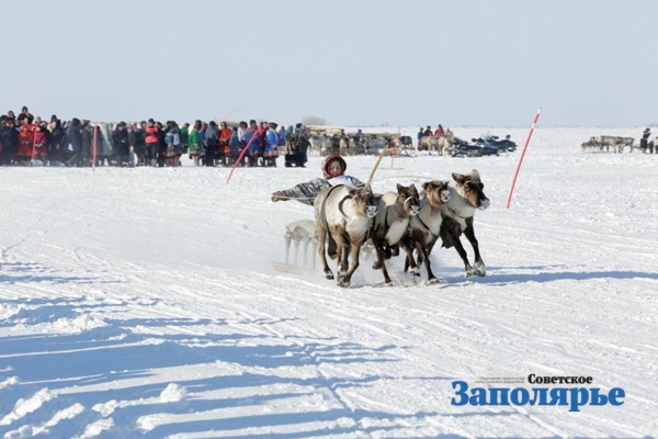 Слет оленеводов в Тазовском